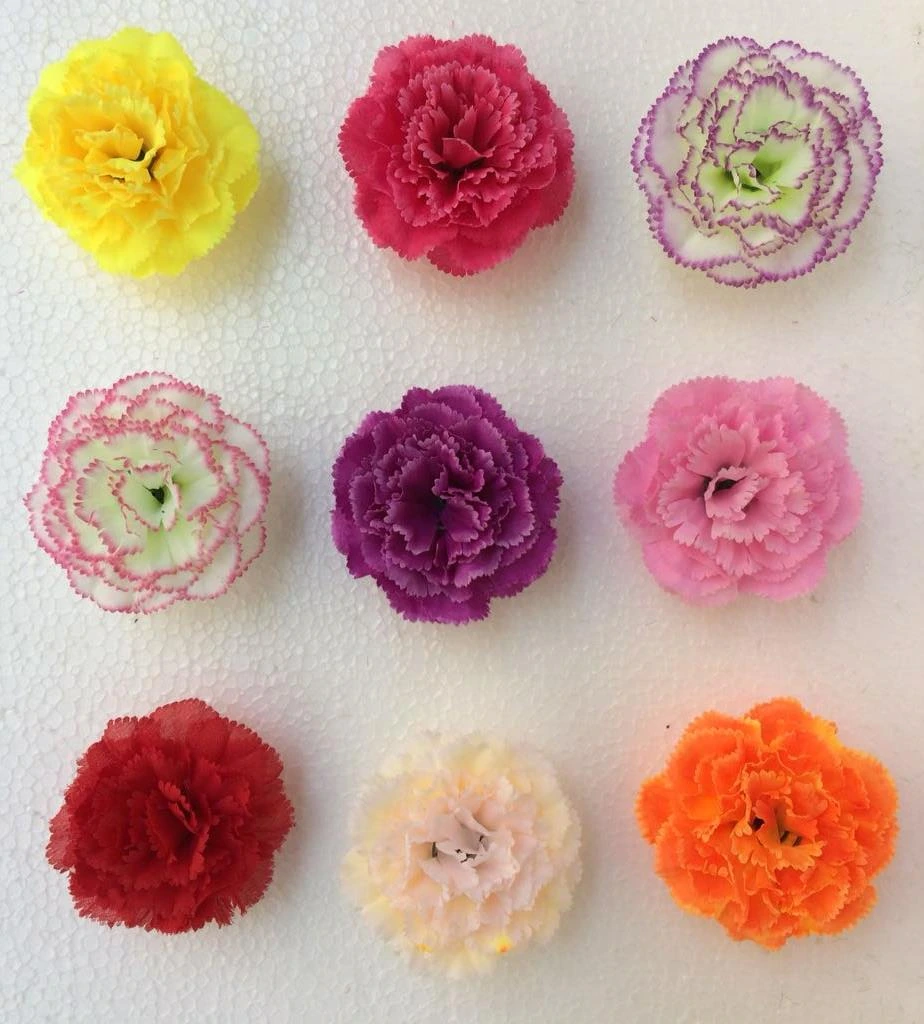 Carnation Hard Big 8 Petals